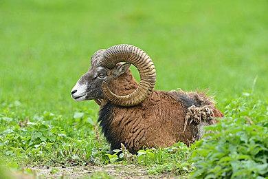 邀请你的冤种朋友来打工？《Forager浮岛冒险》公布国服移动版